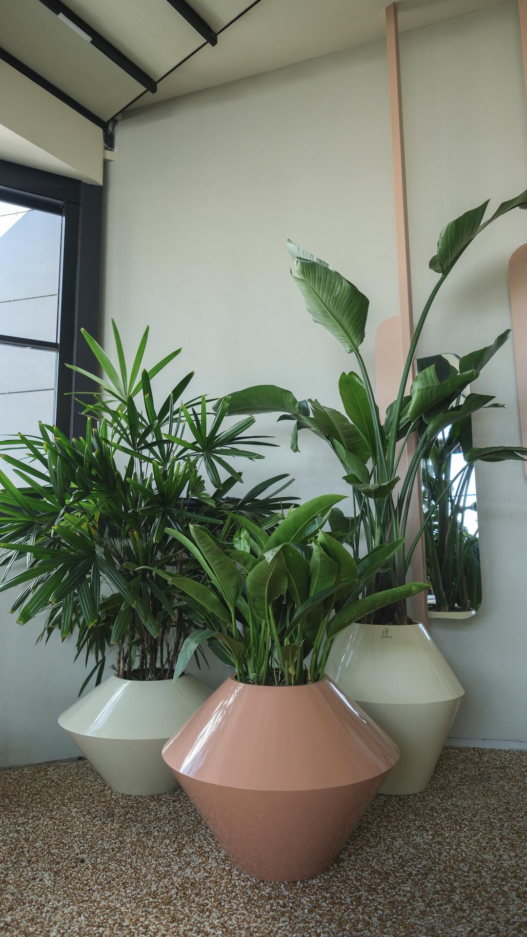 crane moving a big tree